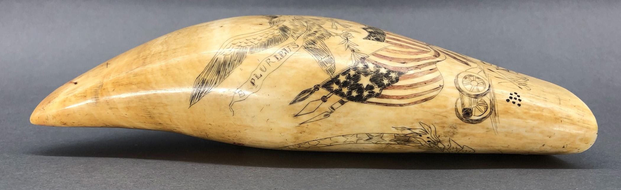 1967.0877 Whale tooth, Scrimshaw tooth, view5 Obverse Edge