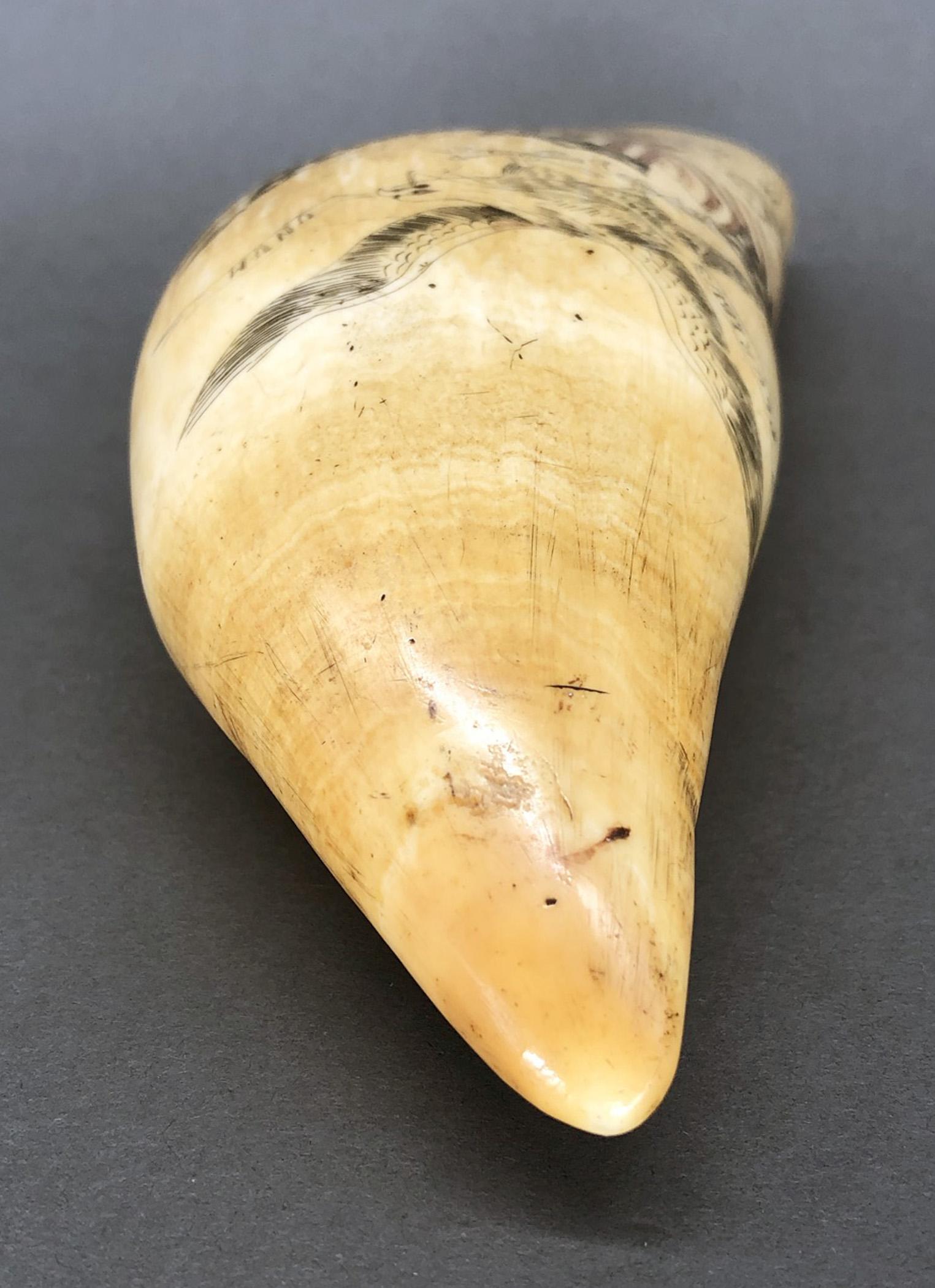 1967.0877 Whale tooth, Scrimshaw tooth, view6 Obverse Tip