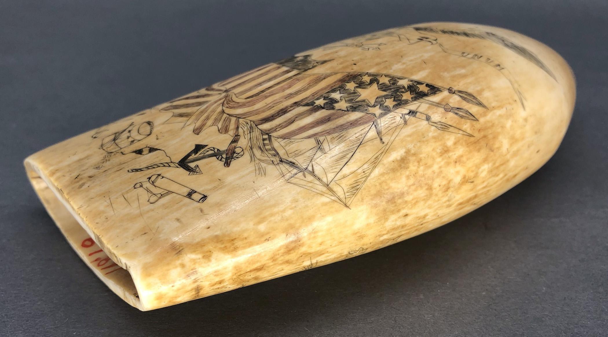 1967.0877 Whale tooth, Scrimshaw tooth, view7 Obverse Edge