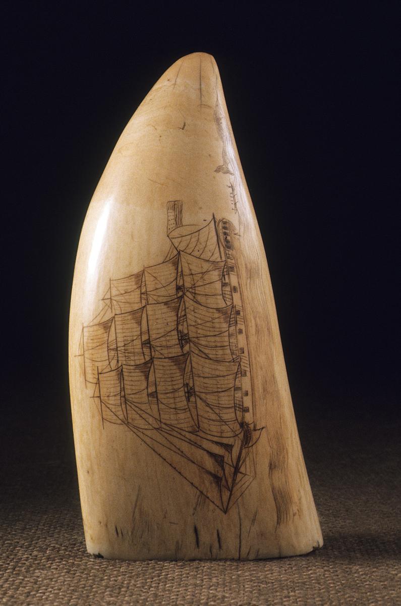 1967.0886 Scrimshaw Tooth