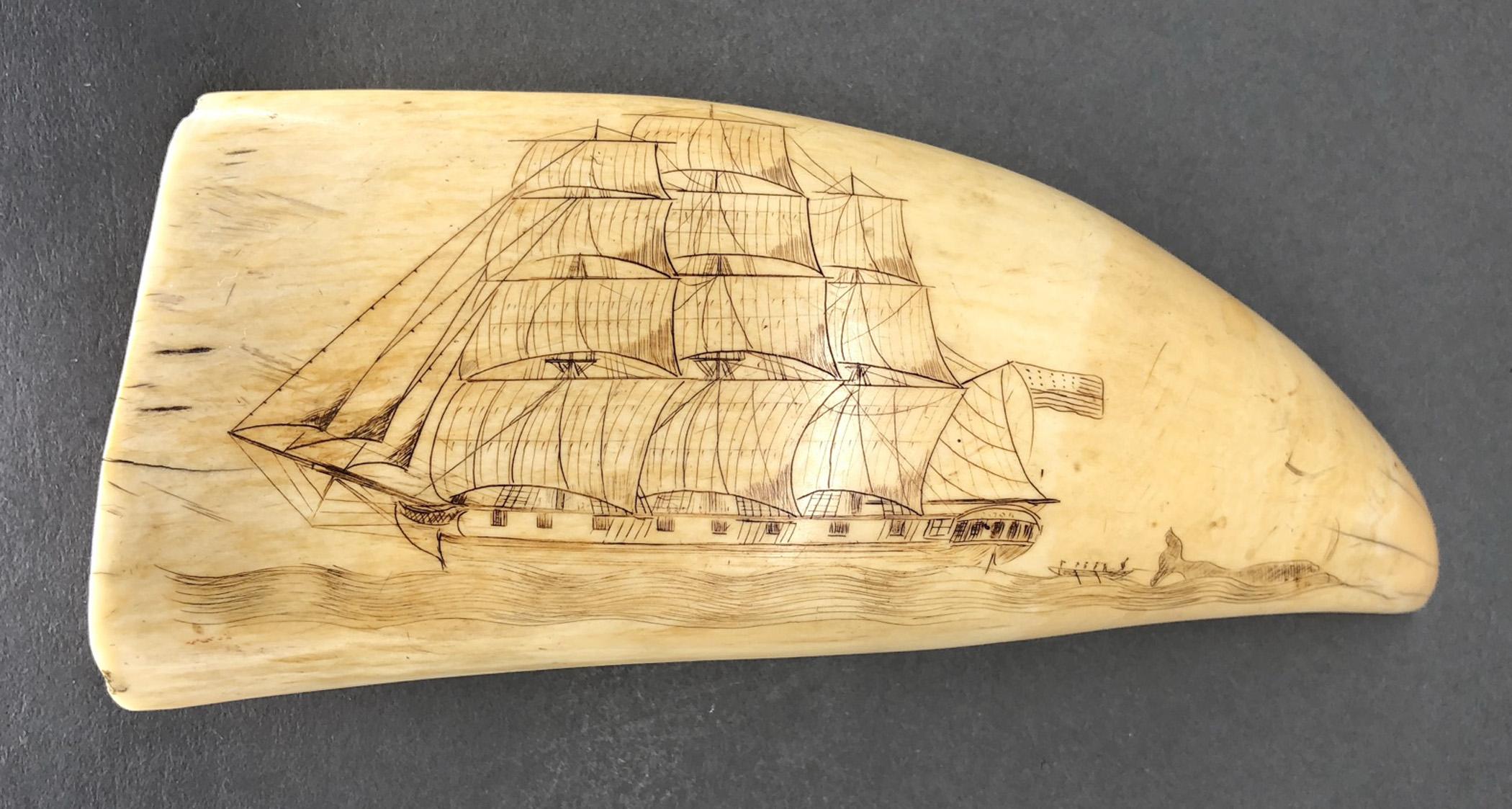 1967.0886 Whale tooth, Scrimshaw tooth, view1 Obverse