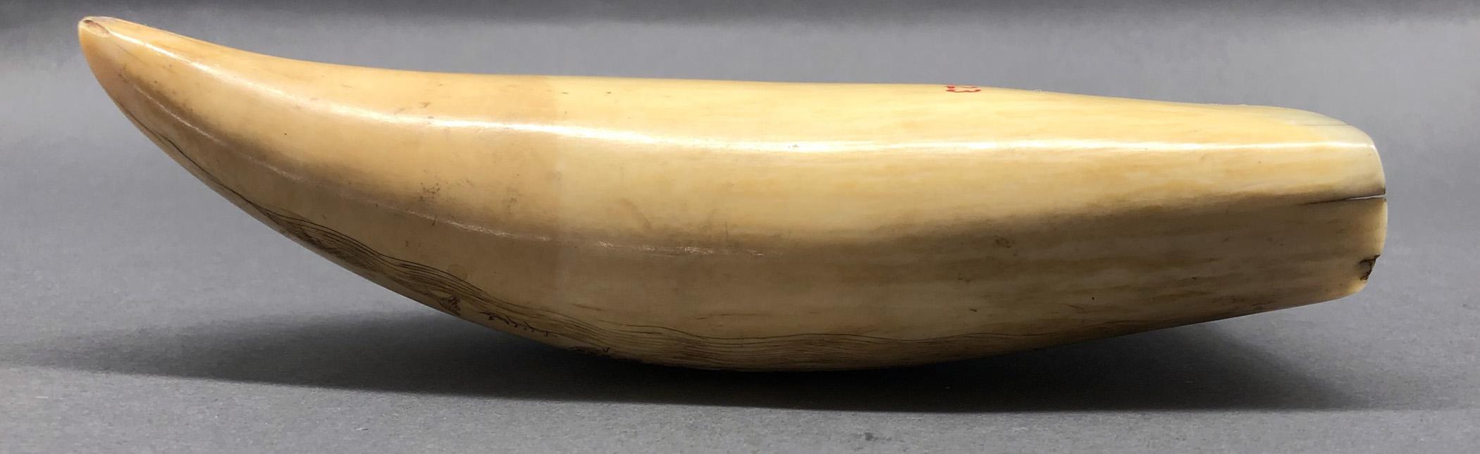 1967.0886 Whale tooth, Scrimshaw tooth, view10 Reverse Edge