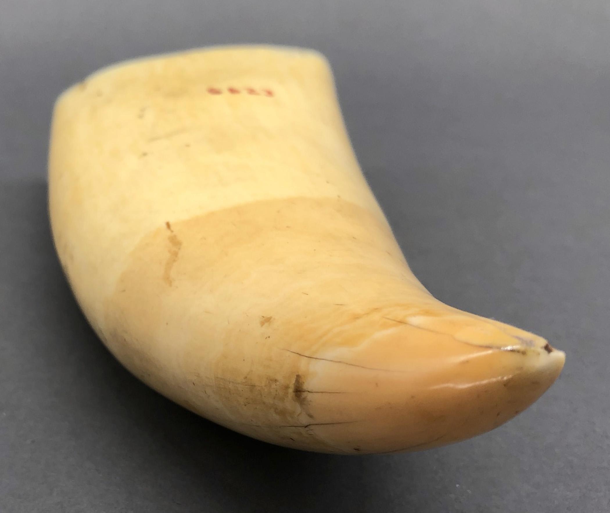 1967.0886 Whale tooth, Scrimshaw tooth, view11 Reverse Tip
