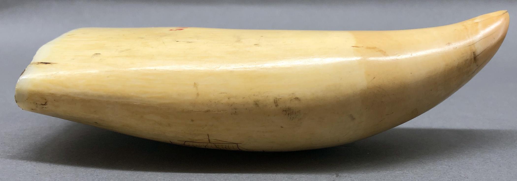 1967.0886 Whale tooth, Scrimshaw tooth, view12 Reverse Edge