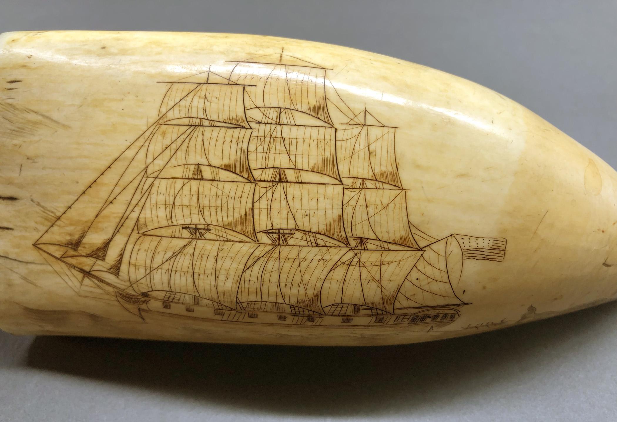 1967.0886 Whale tooth, Scrimshaw tooth, view2 Obverse detail