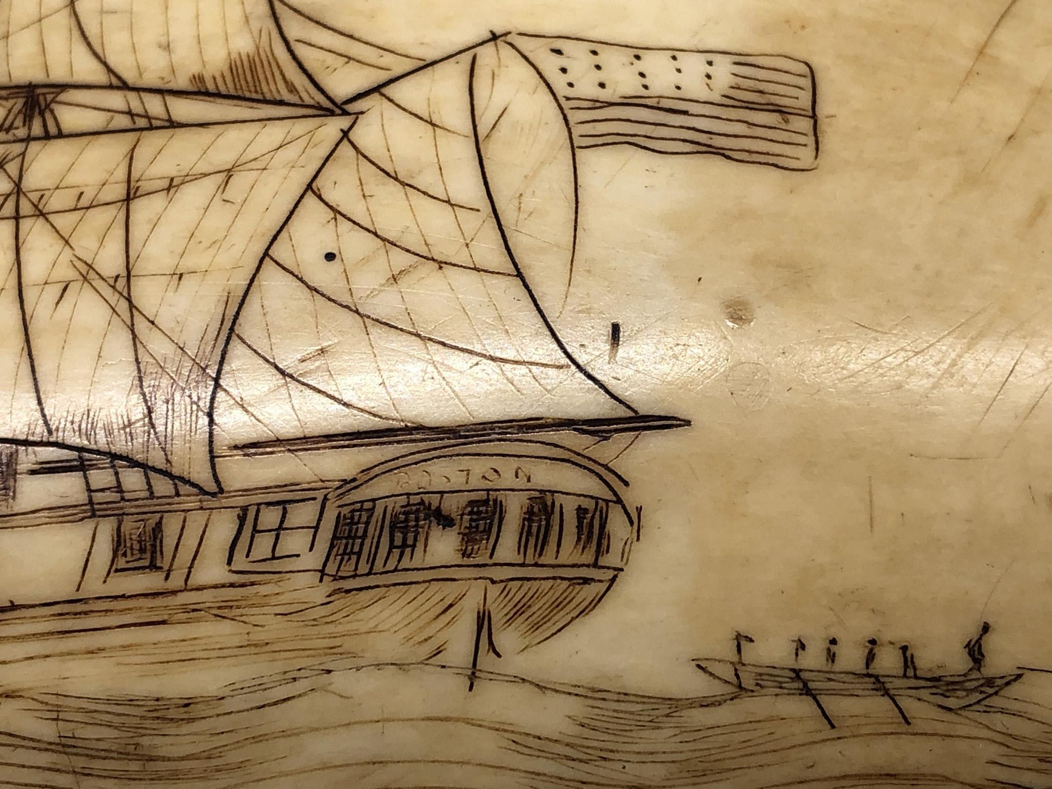 1967.0886 Whale tooth, Scrimshaw tooth, view3 Obverse detail