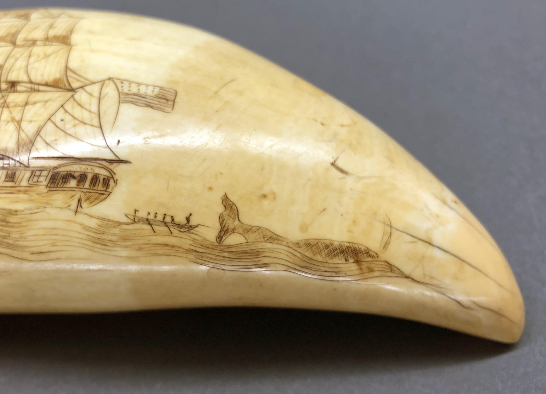 1967.0886 Whale tooth, Scrimshaw tooth, view4 Obverse detail