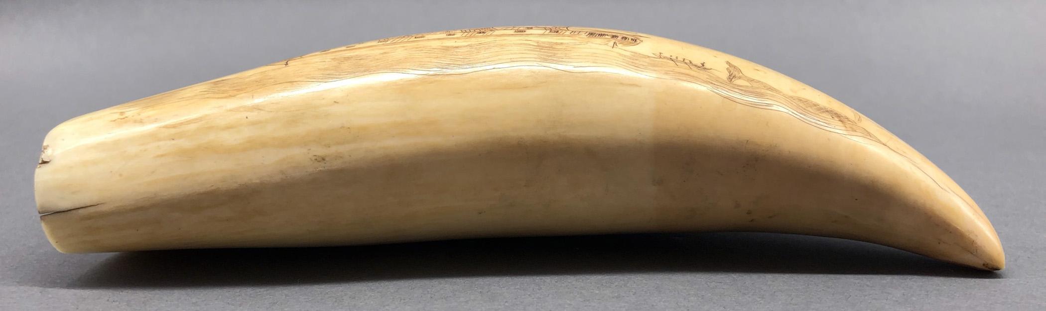 1967.0886 Whale tooth, Scrimshaw tooth, view5 Obverse Edge