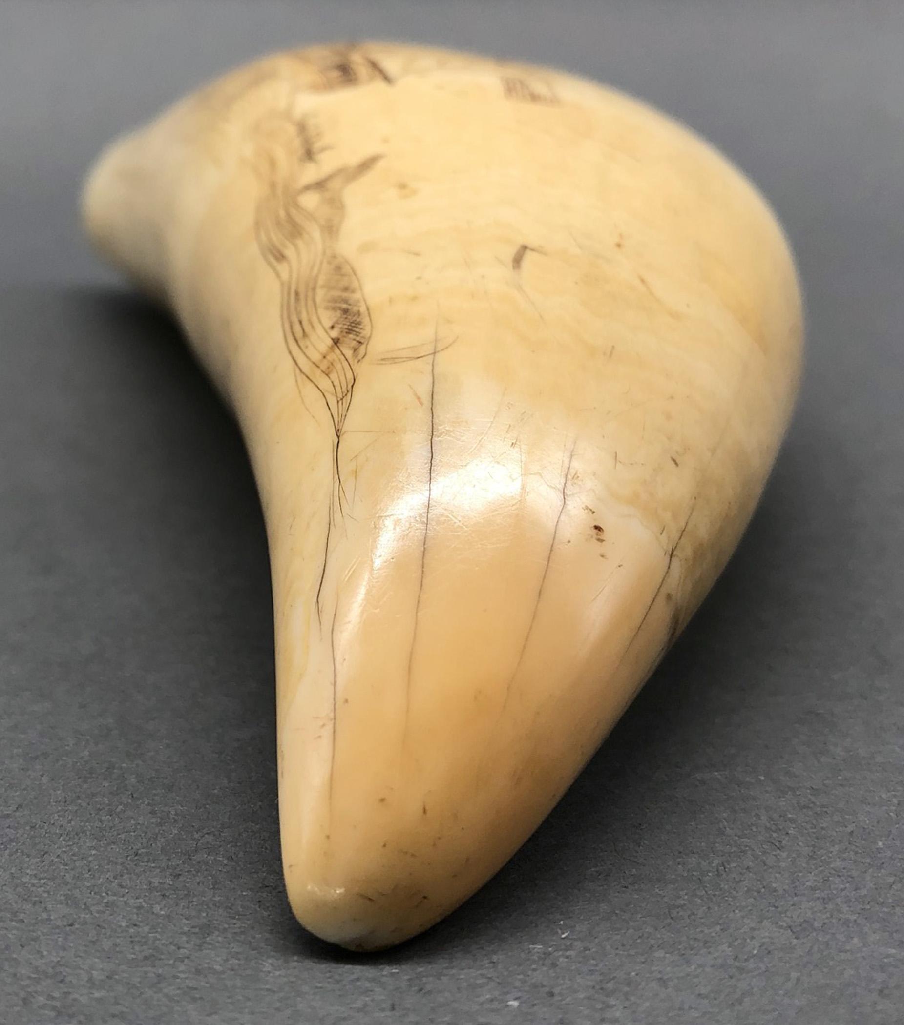 1967.0886 Whale tooth, Scrimshaw tooth, view6 Obverse Tip