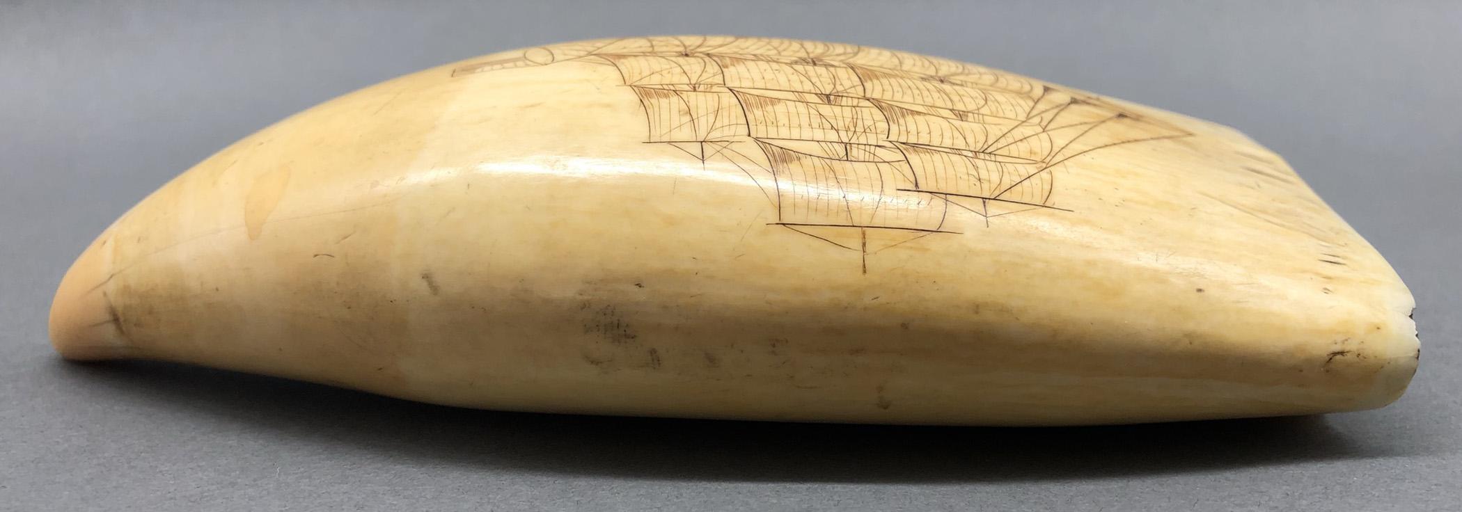 1967.0886 Whale tooth, Scrimshaw tooth, view7 Obverse Edge