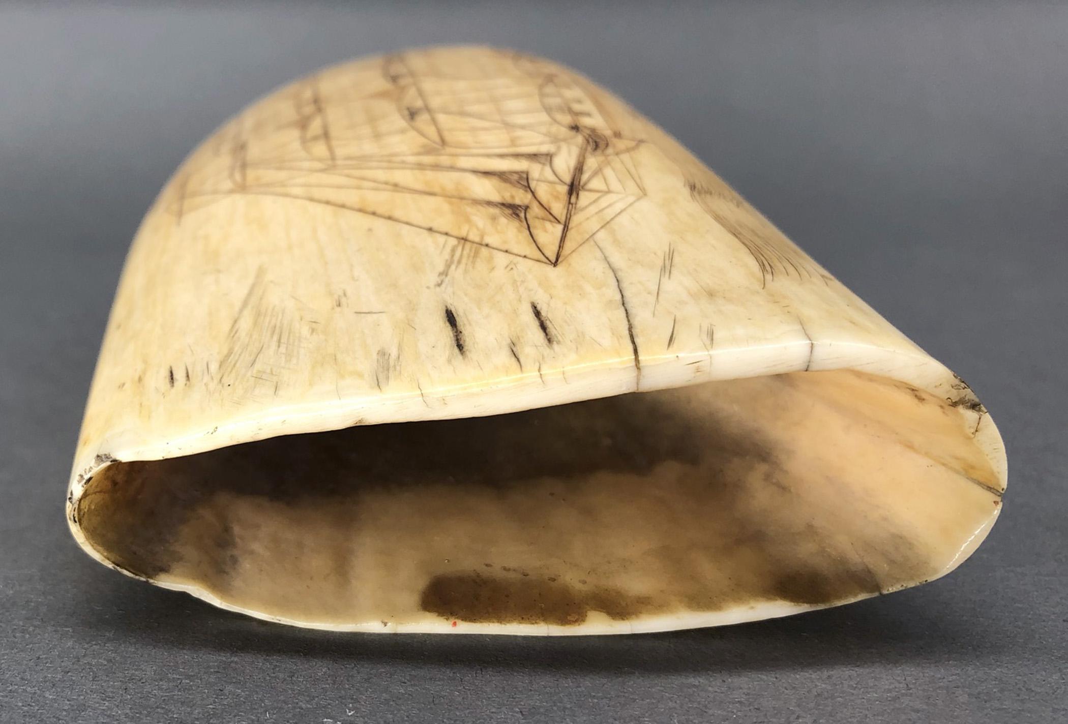 1967.0886 Whale tooth, Scrimshaw tooth, view8 Obverse Base
