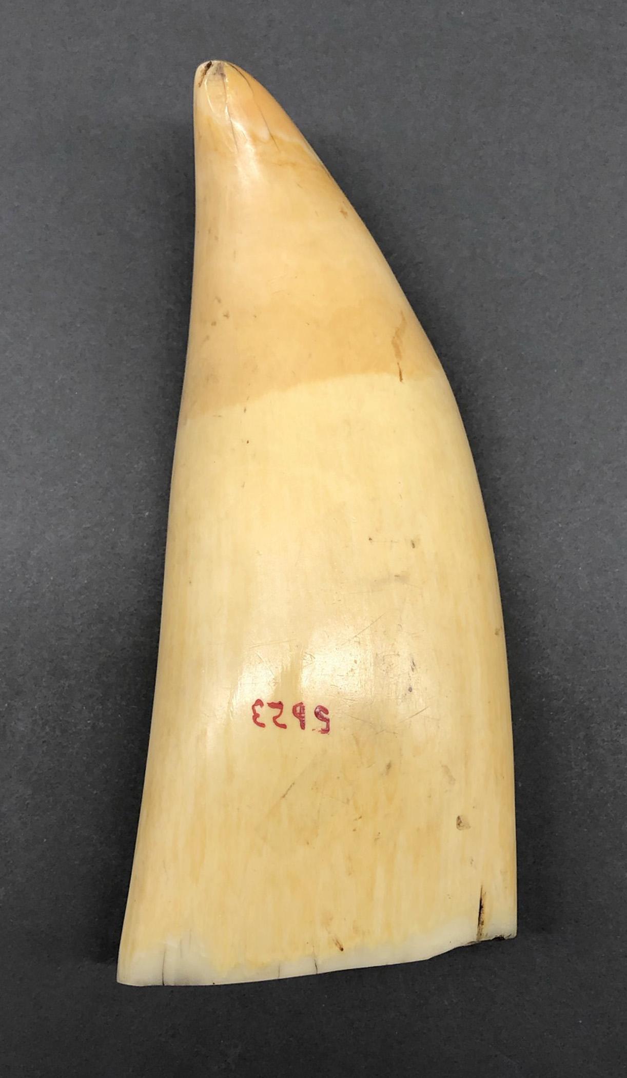 1967.0886 Whale tooth, Scrimshaw tooth, view9 Reverse