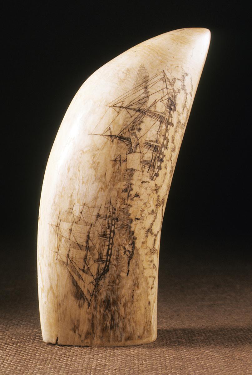 1967.0887 Whale Tooth