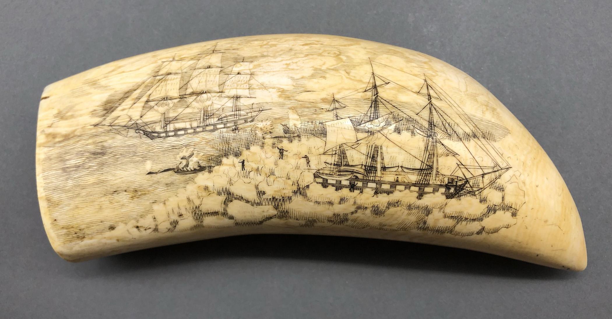 1967.0887 Whale tooth, Scrimshaw tooth, view1 Obverse