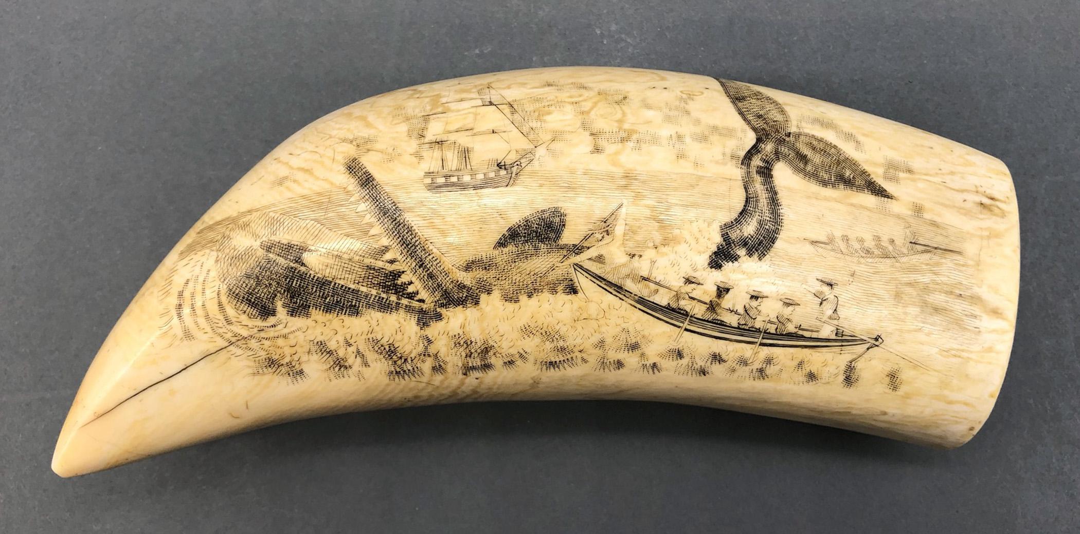 1967.0887 Whale tooth, Scrimshaw tooth, view10 Reverse