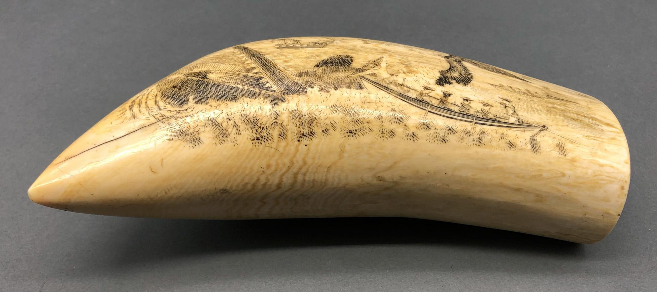 1967.0887 Whale tooth, Scrimshaw tooth, view11 Reverse Bottom Edge