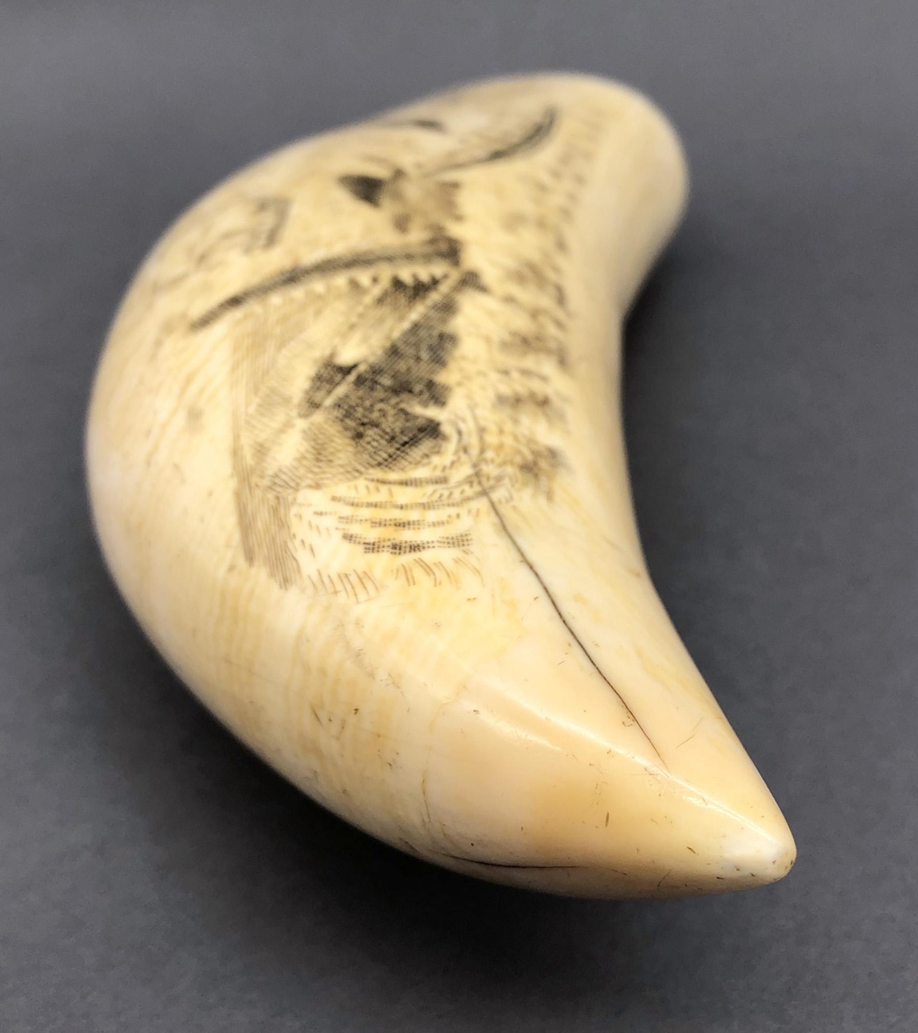 1967.0887 Whale tooth, Scrimshaw tooth, view12 Reverse Tip