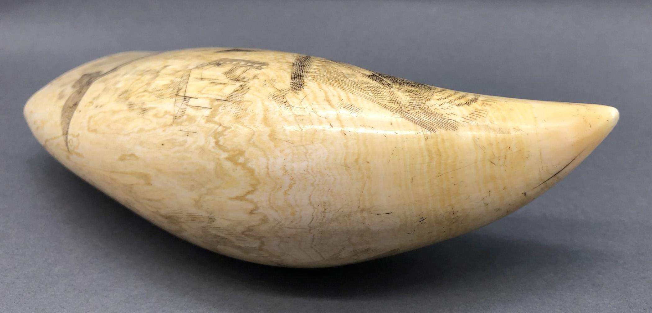 1967.0887 Whale tooth, Scrimshaw tooth, view13 Reverse Tip Top Edge