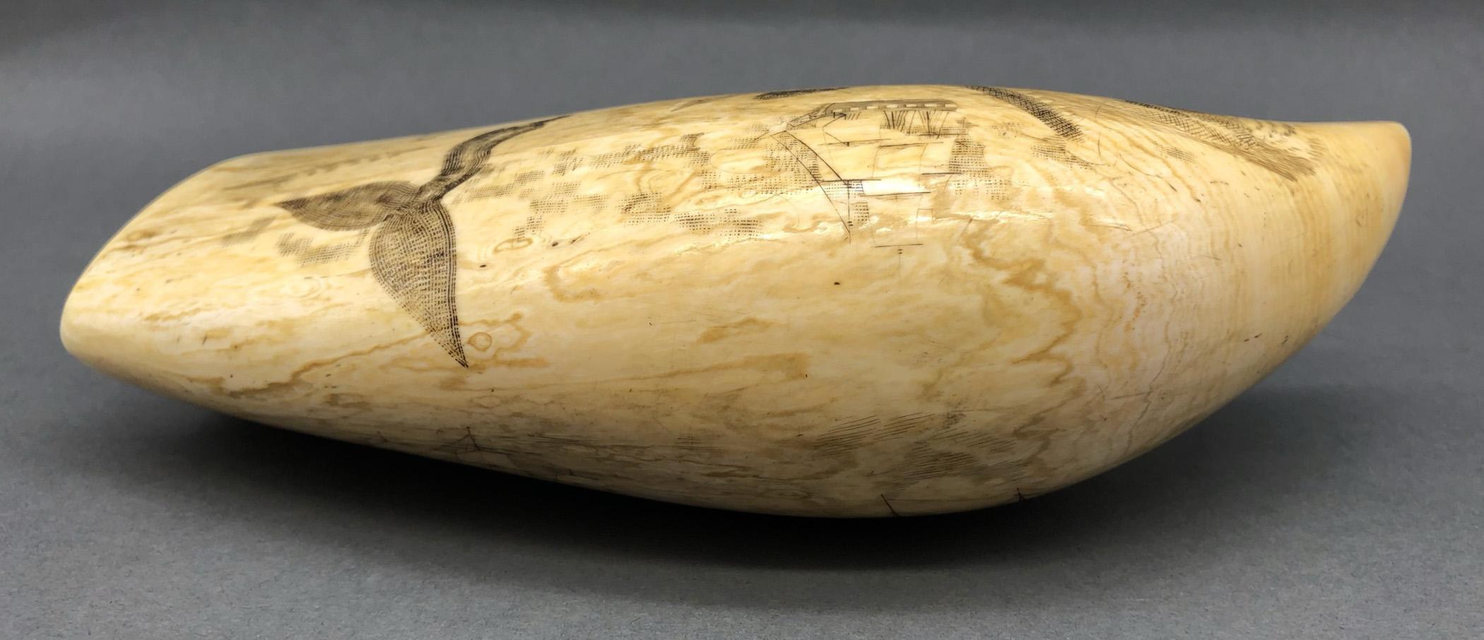 1967.0887 Whale tooth, Scrimshaw tooth, view14 Reverse Top Edge
