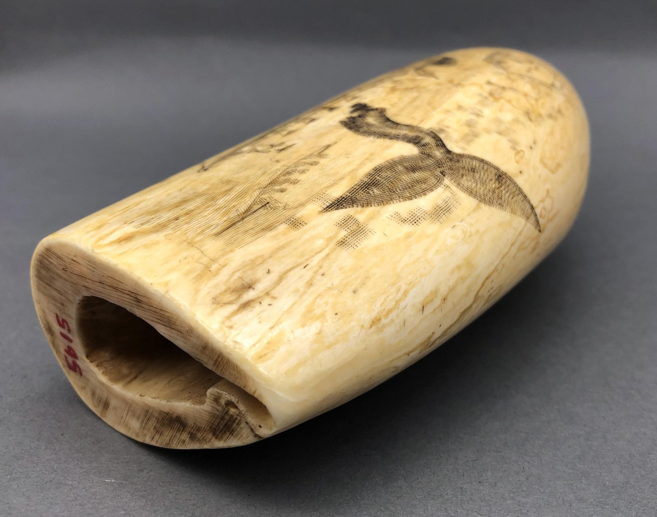 1967.0887 Whale tooth, Scrimshaw tooth, view15 Reverse Base Top Edge