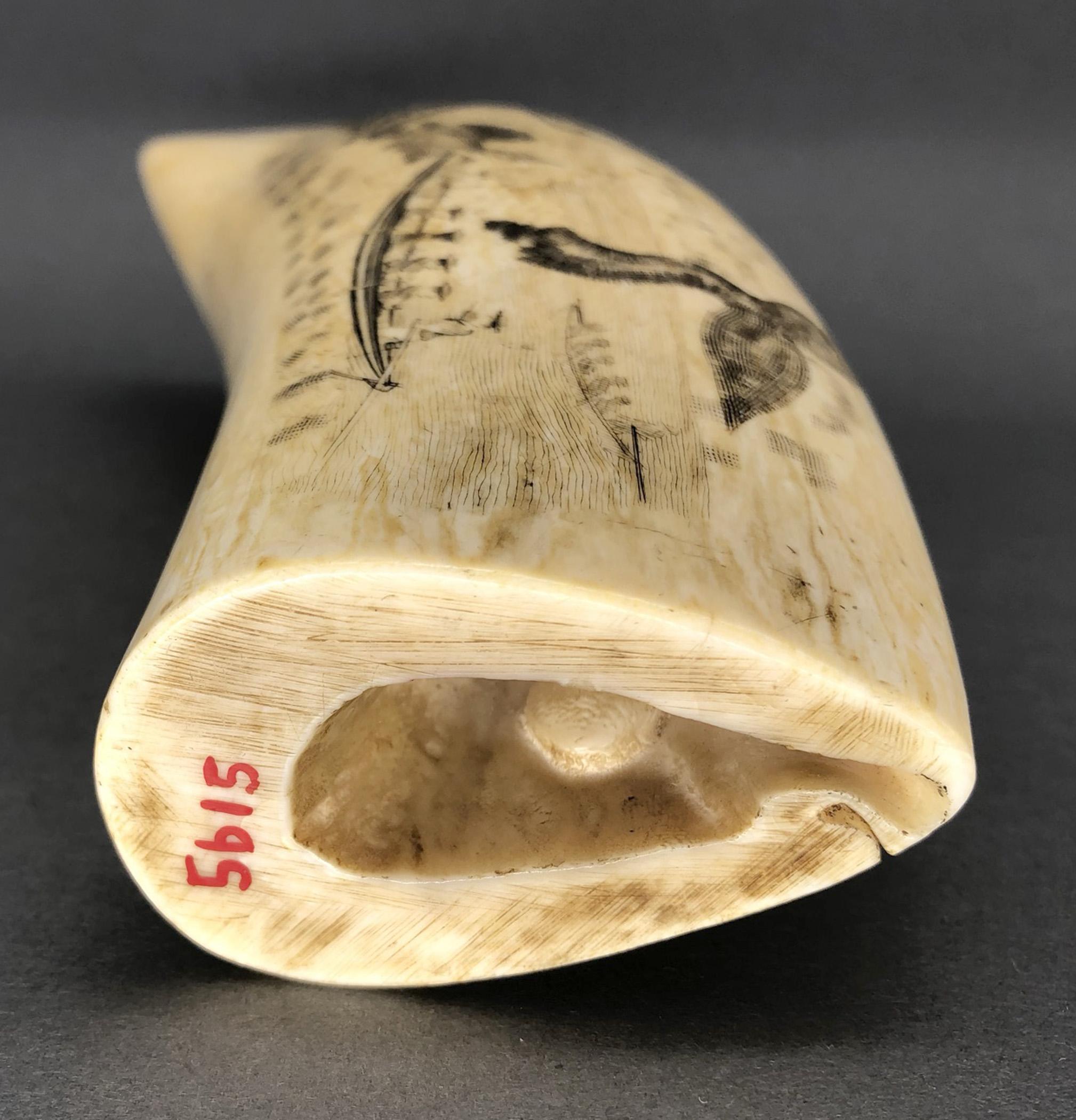 1967.0887 Whale tooth, Scrimshaw tooth, view16 Reverse Base
