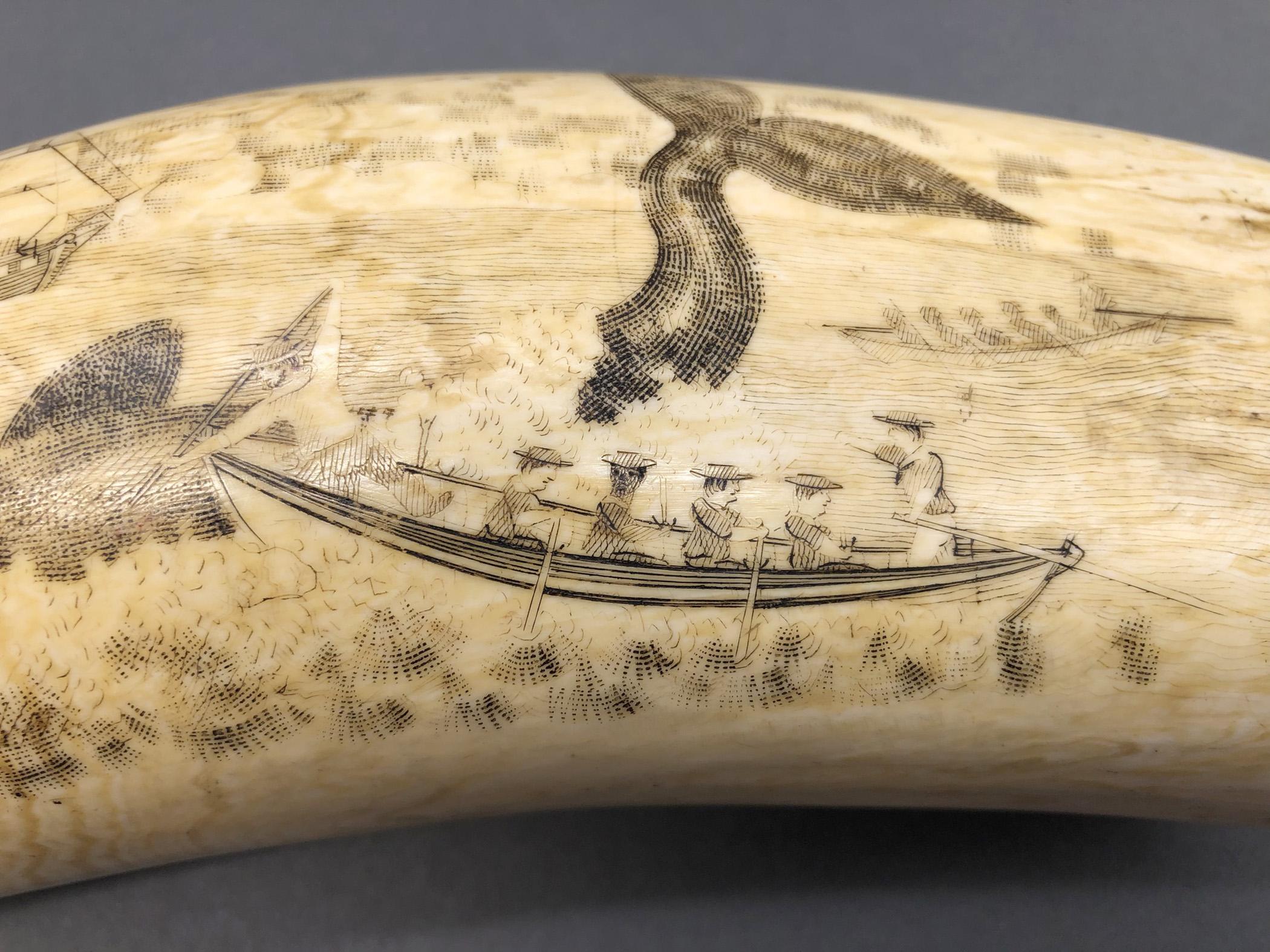 1967.0887 Whale tooth, Scrimshaw tooth, view17 Reverse detail