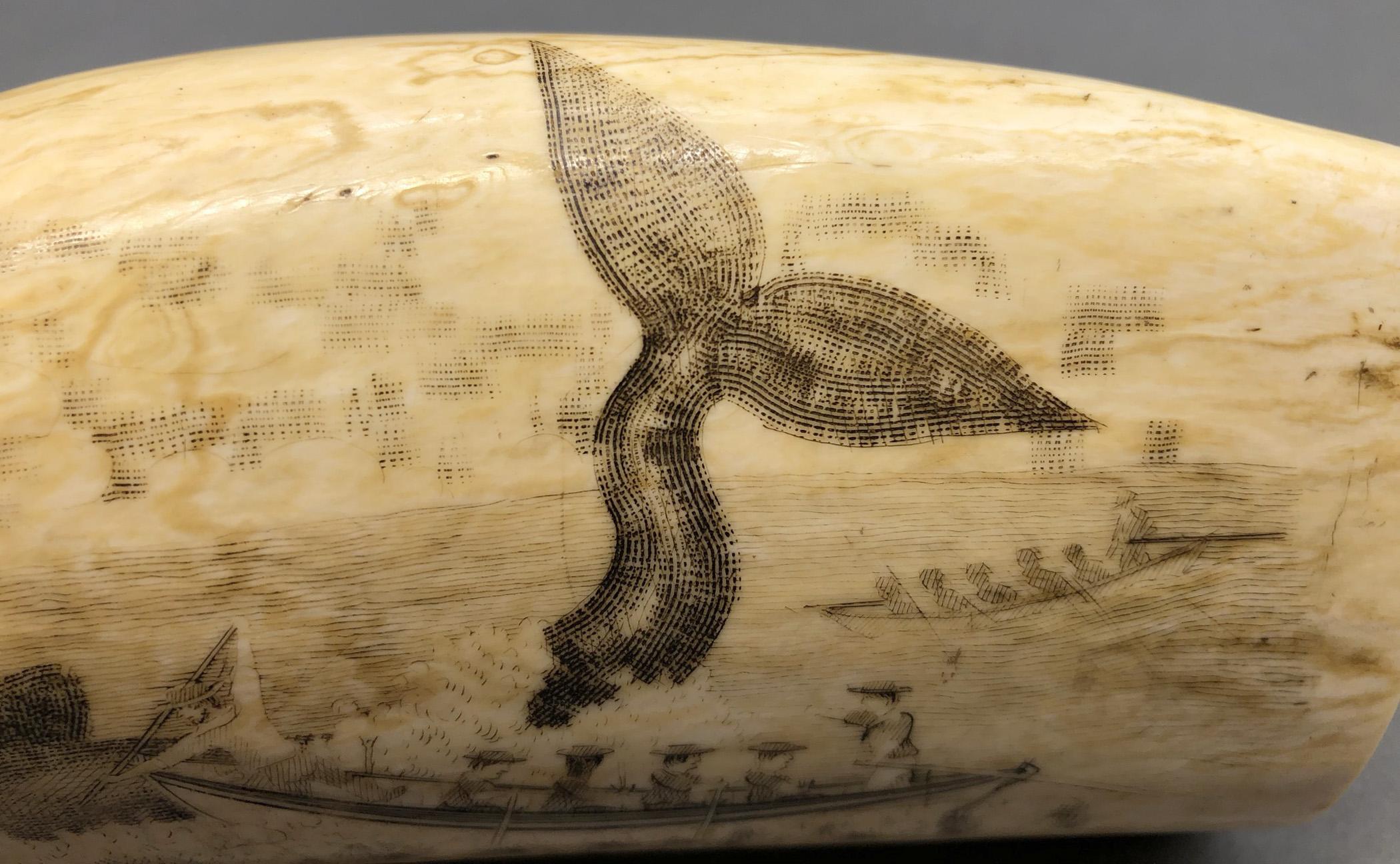 1967.0887 Whale tooth, Scrimshaw tooth, view19 Reverse detail