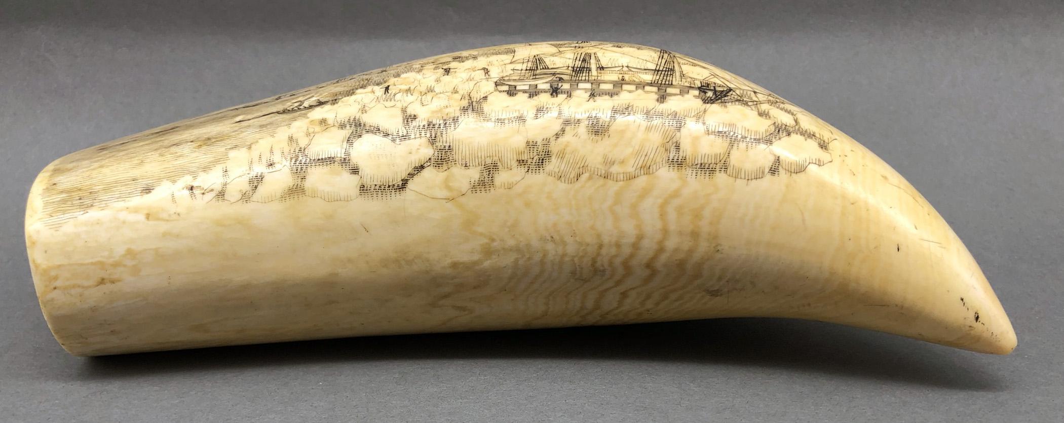 1967.0887 Whale tooth, Scrimshaw tooth, view2 Obverse Bottom Edge