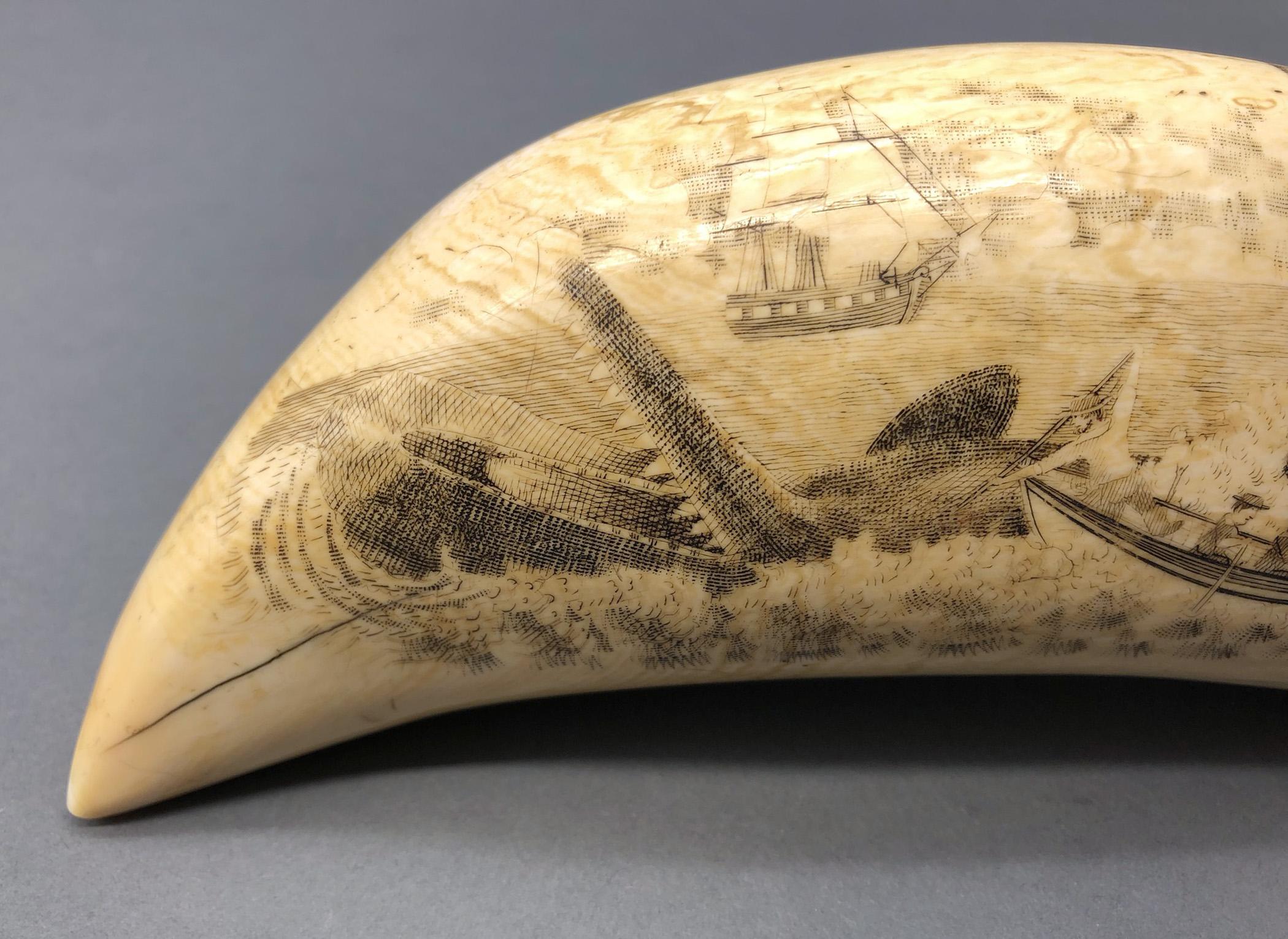 1967.0887 Whale tooth, Scrimshaw tooth, view20 Reverse detail