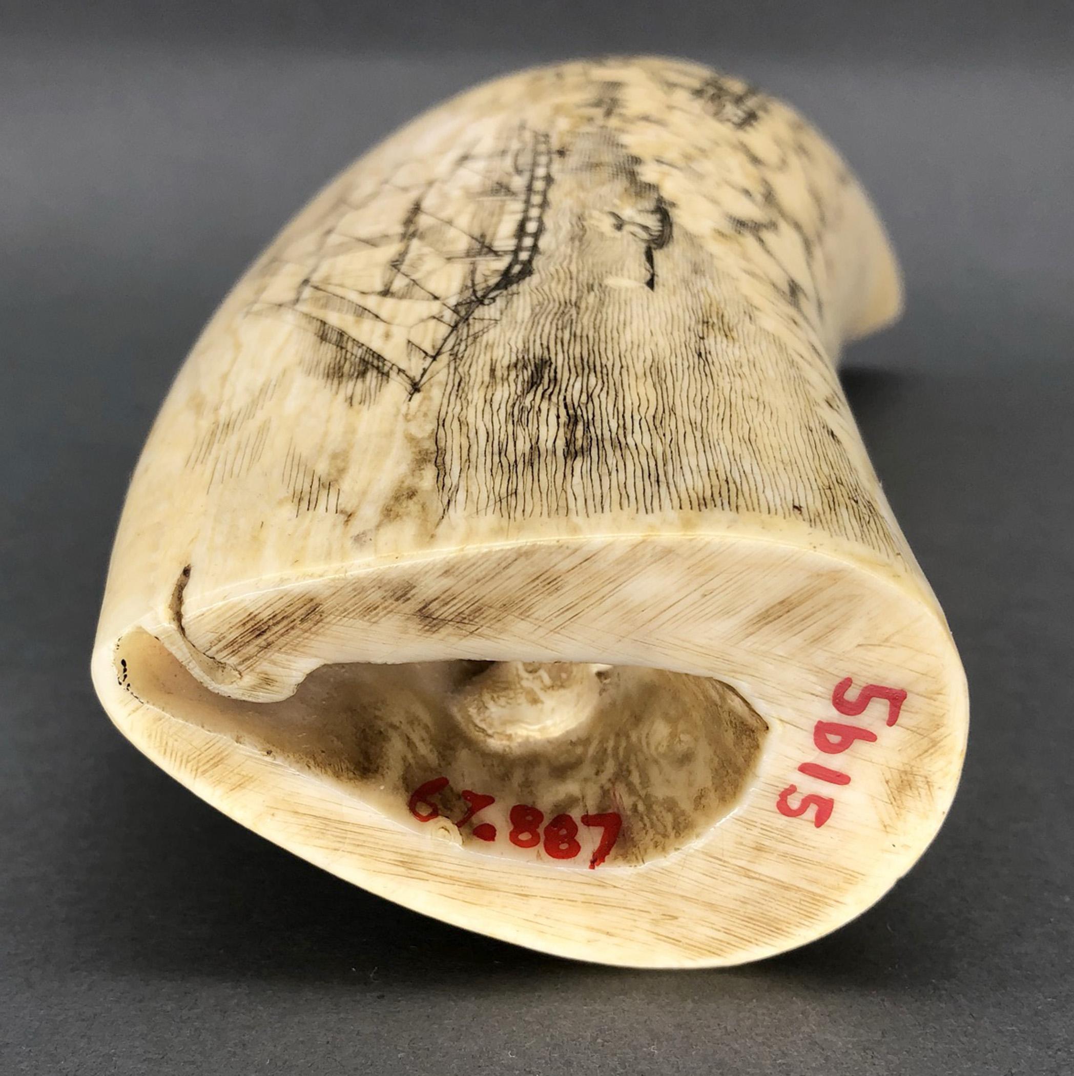1967.0887 Whale tooth, Scrimshaw tooth, view3 Obverse Base