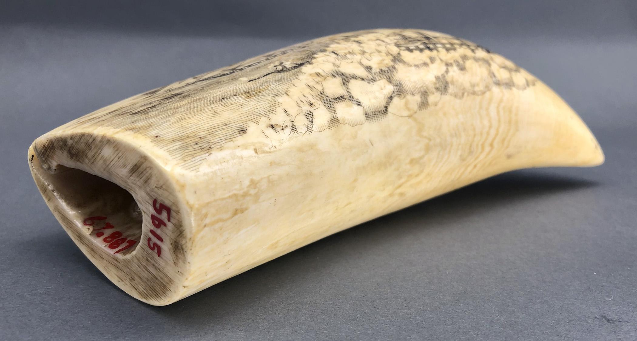 1967.0887 Whale tooth, Scrimshaw tooth, view4 Obverse Base Bottom Edge