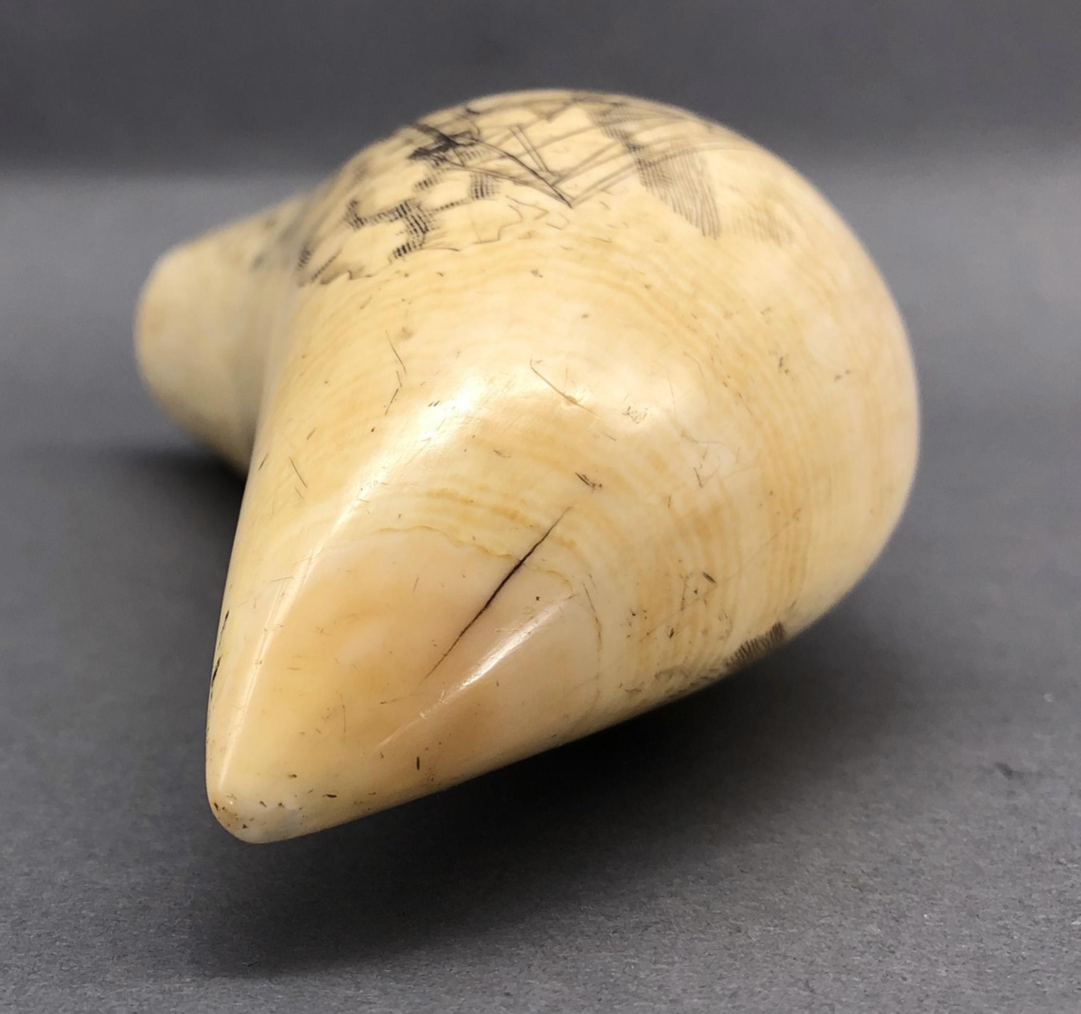 1967.0887 Whale tooth, Scrimshaw tooth, view5 Obverse Tip