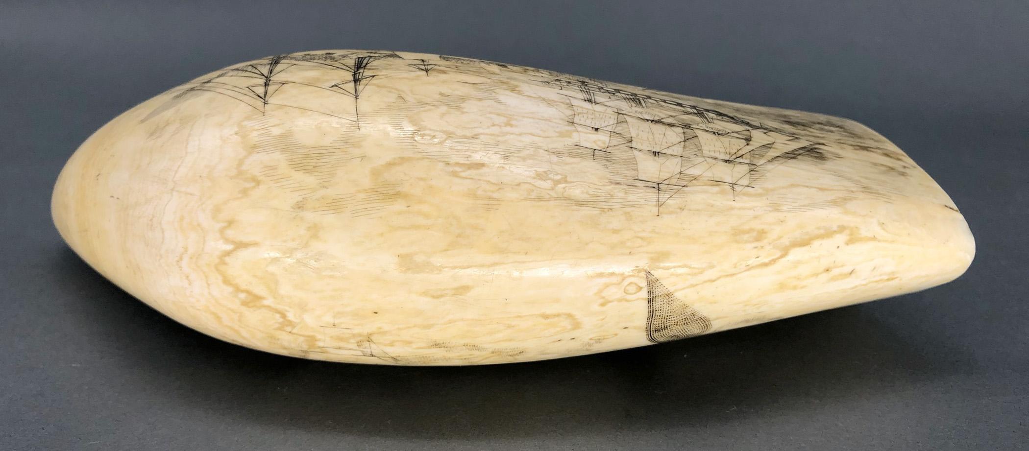 1967.0887 Whale tooth, Scrimshaw tooth, view6 Obverse Top Edge