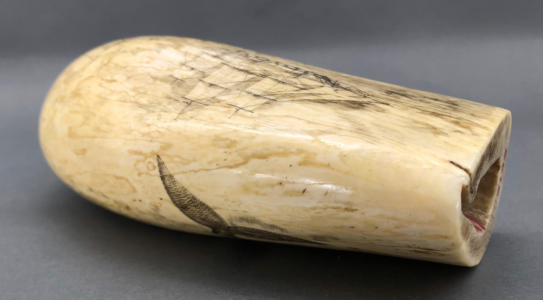 1967.0887 Whale tooth, Scrimshaw tooth, view7 Obverse Top Edge Base