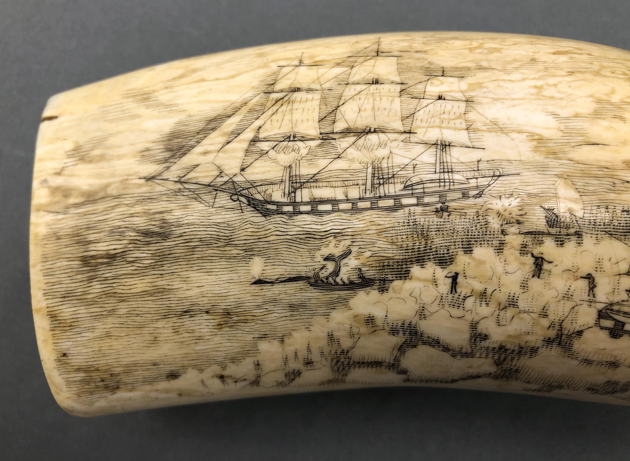 1967.0887 Whale tooth, Scrimshaw tooth, view8 Obverse detail