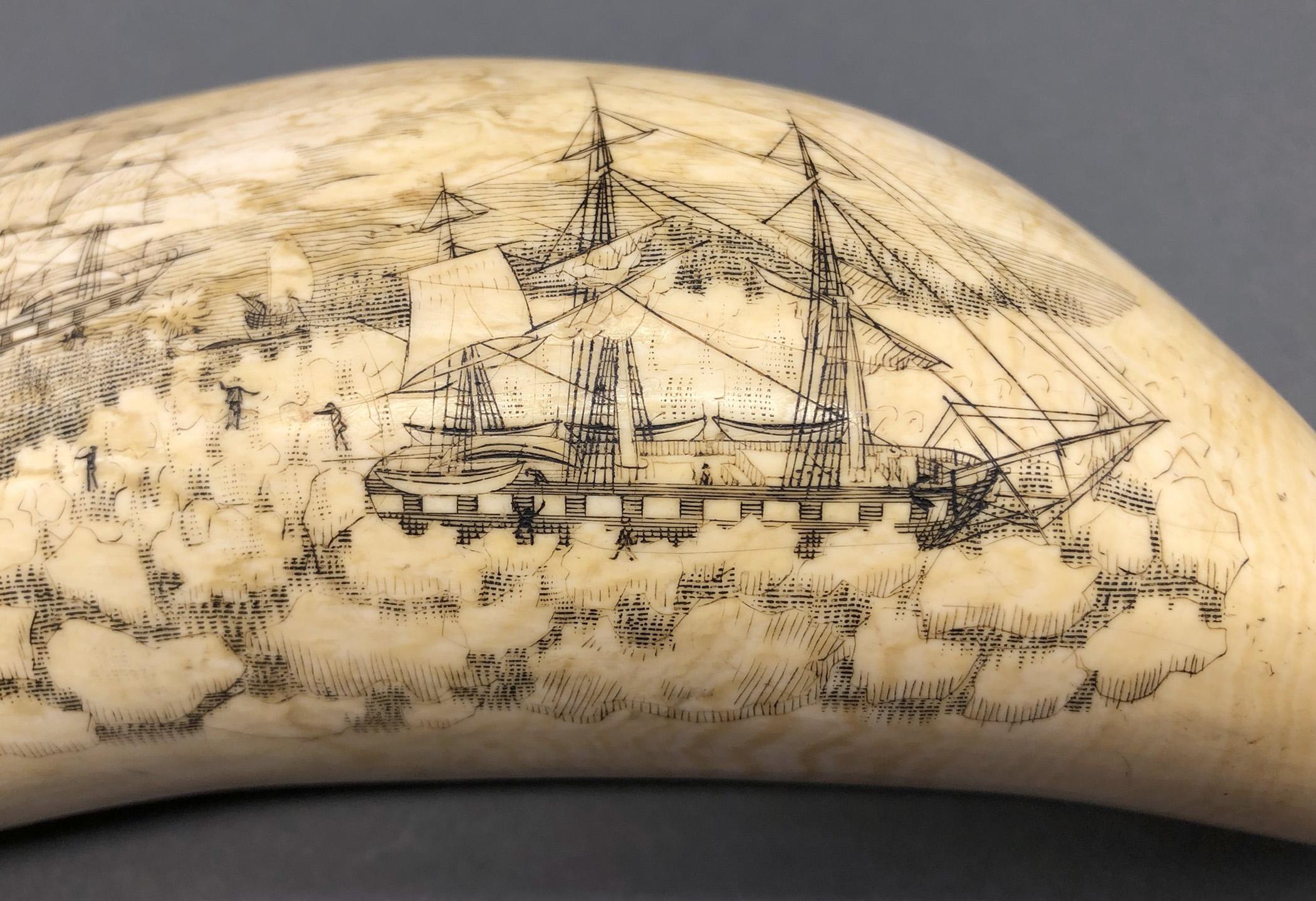 1967.0887 Whale tooth, Scrimshaw tooth, view9 Obverse detail
