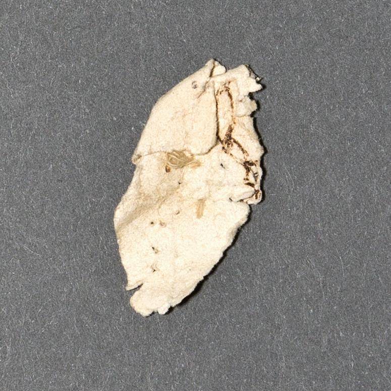 1968.0159 Paper, View 2