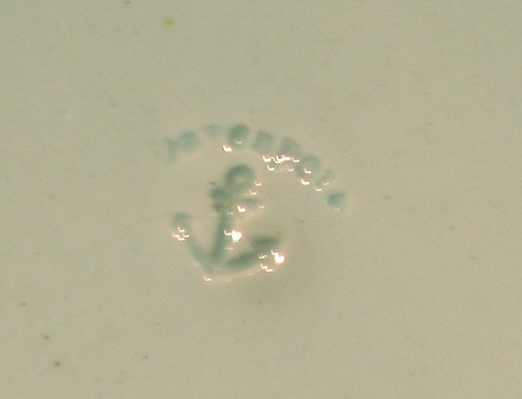 1969.0337.007 Davenport pearlware plate (detail)