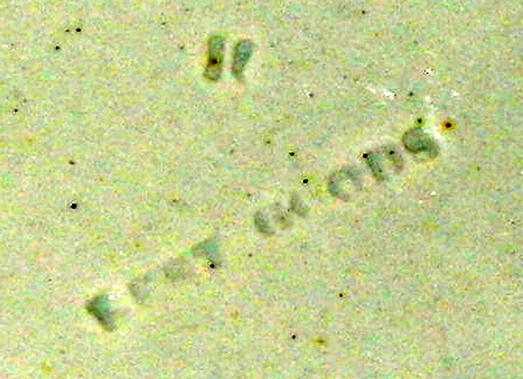 1969.0353.002 Plate (Best Goods mark)