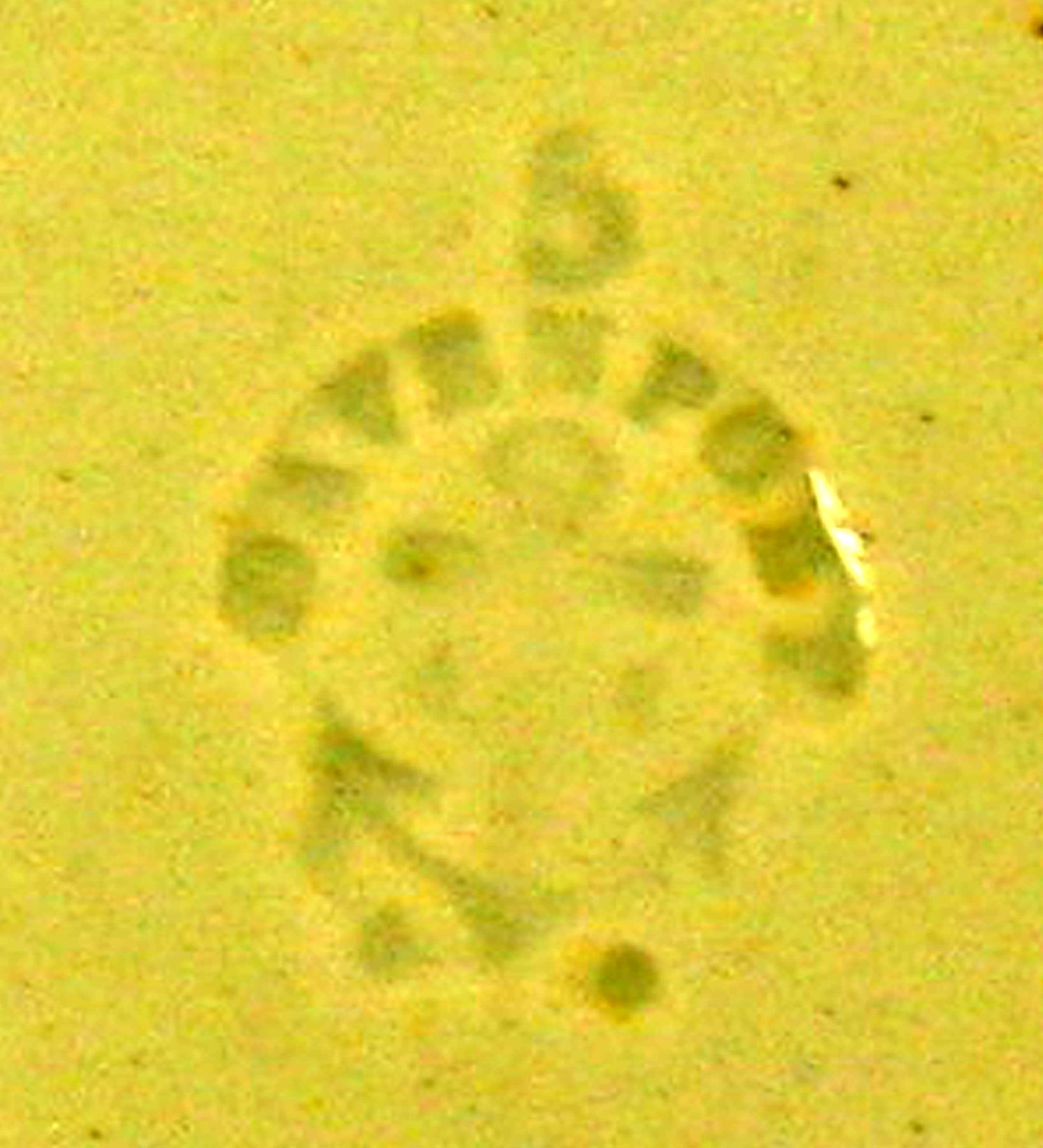 1969.0786.001 Dish (davenport mark)
