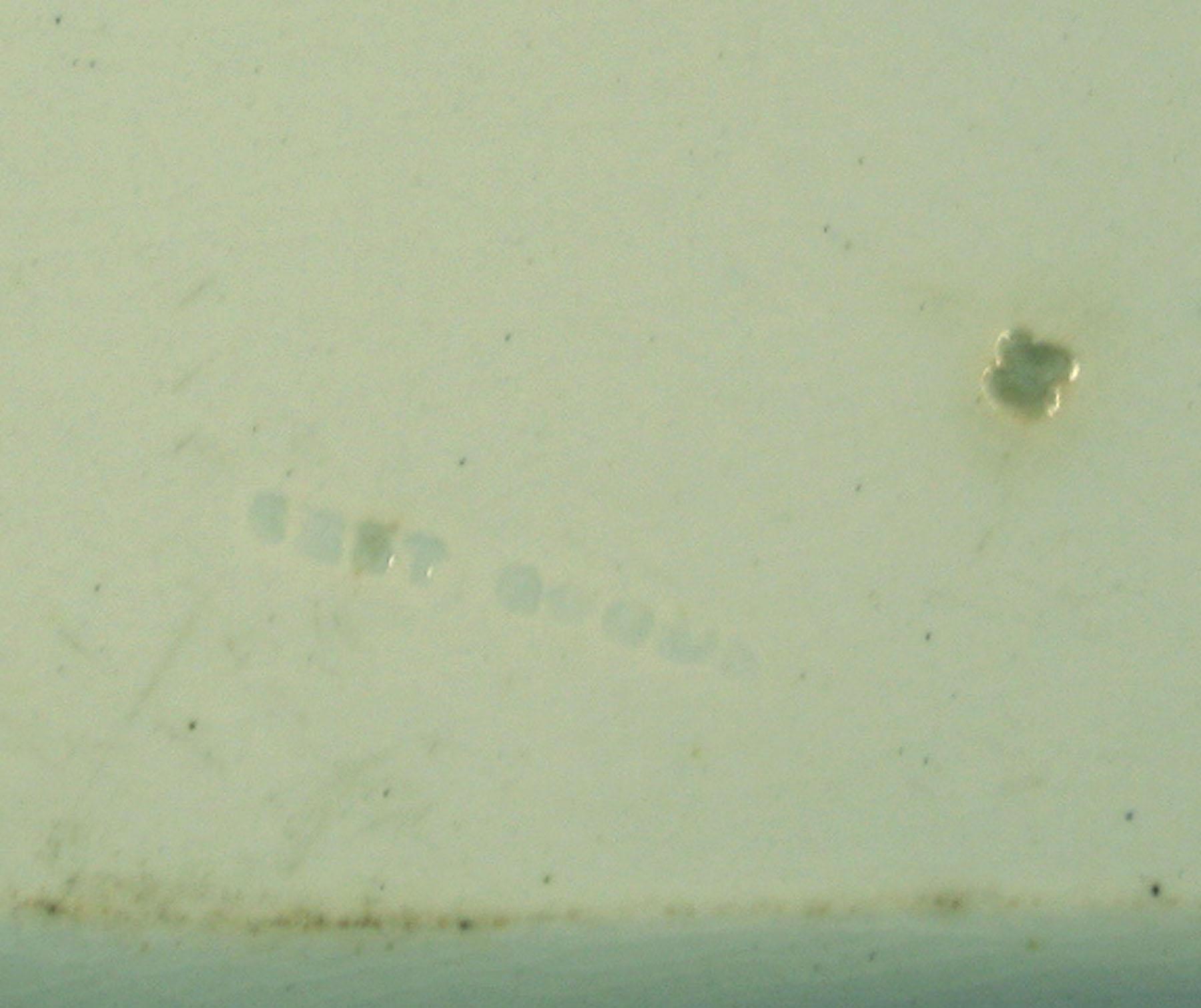 1969.0807 Pearlware dish (detail)