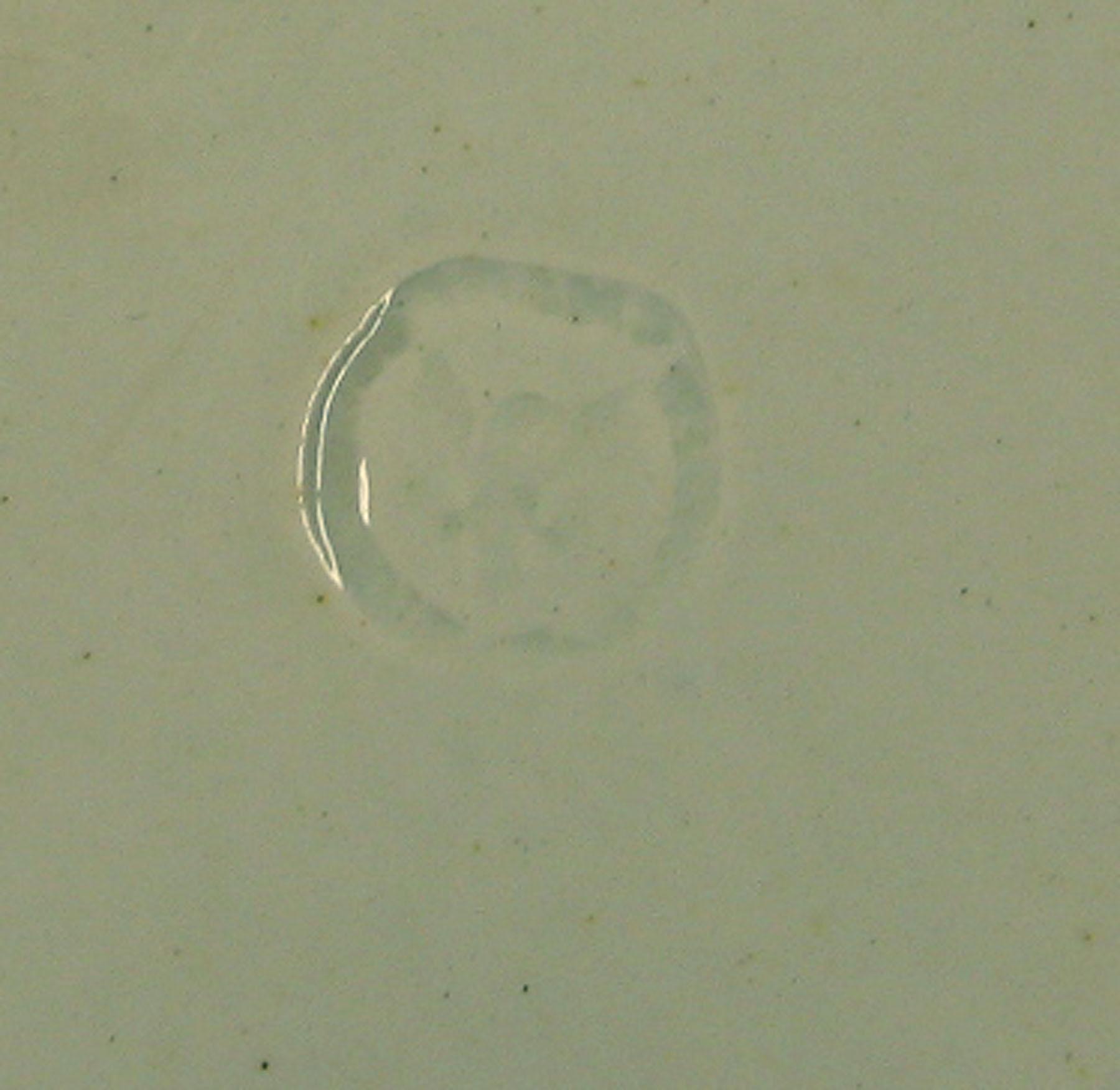 1969.0815.002 Adams Pearlware Plate (detail)