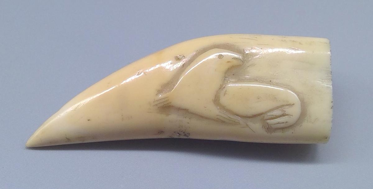1969.1740 Tooth, view 1