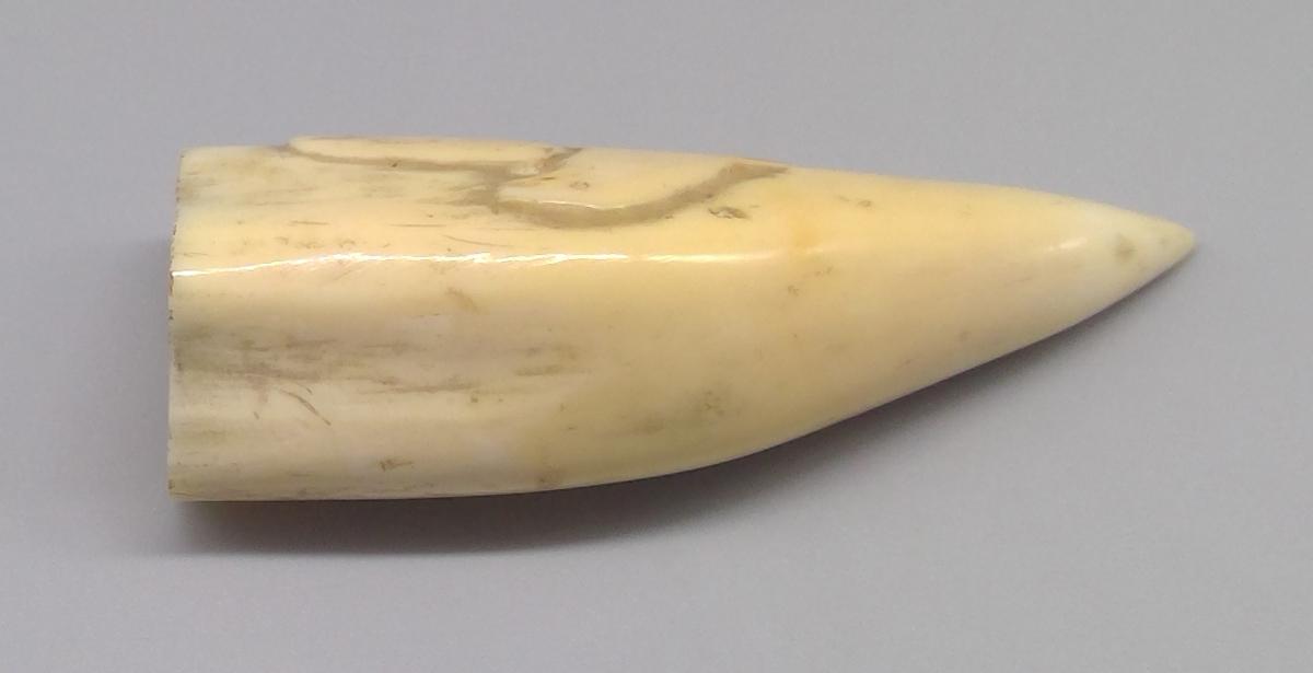 1969.1740 Tooth, view 2
