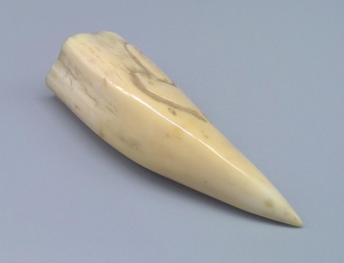 1969.1740 Tooth, view 3