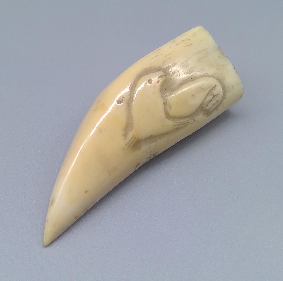 1969.1740 Tooth, view 4