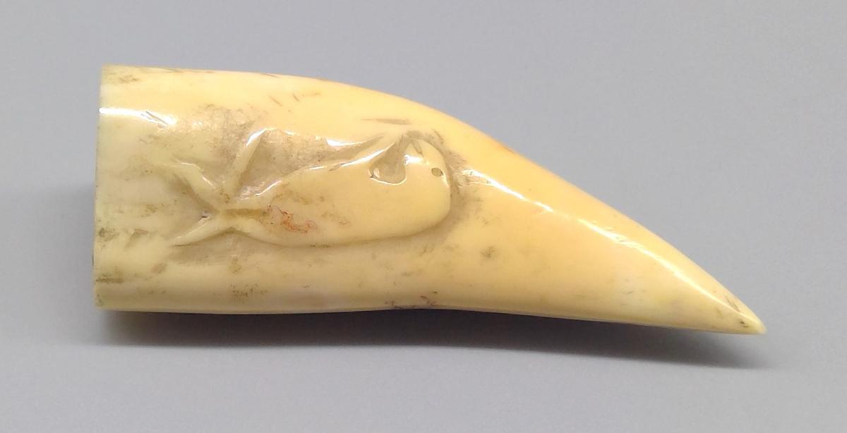 1969.1740 Tooth, view 5