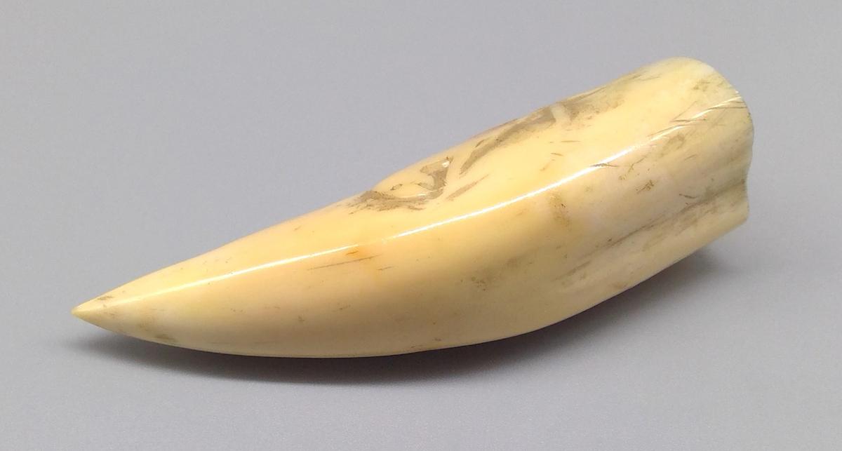 1969.1740 Tooth, view 6