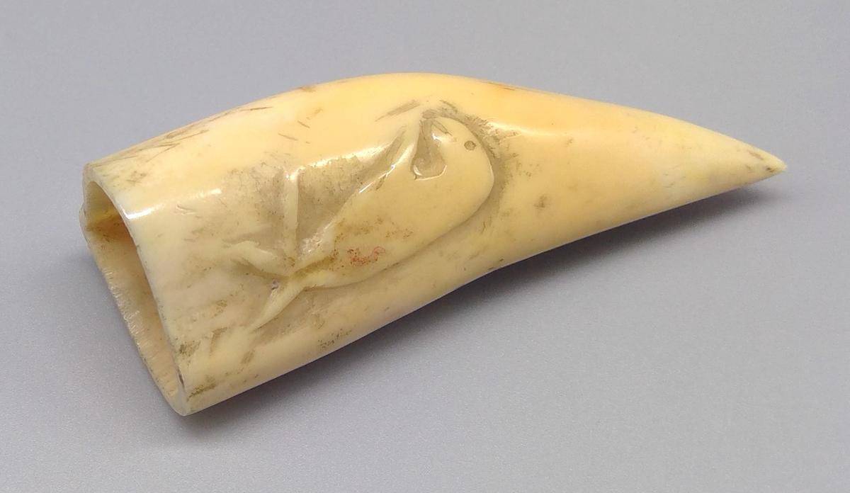 1969.1740 Tooth, view 7