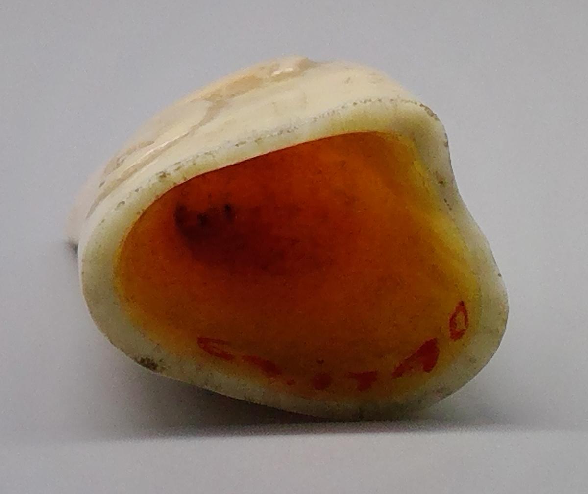 1969.1740 Tooth, view 8